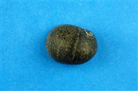 藏品(滑圓蜑螺)的圖片